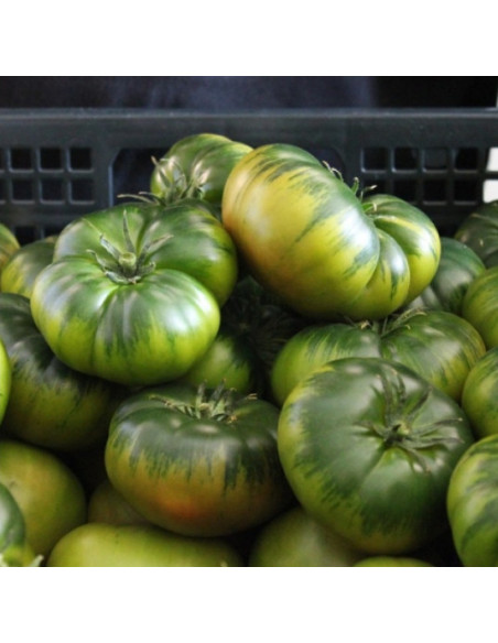 Tomate Raf Premium, caja de 3, 5 u 8 Kg.
