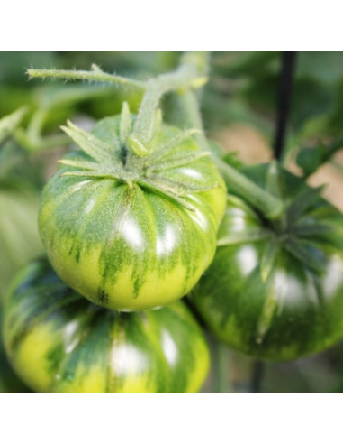 Tomate Raf Premium, caja de 3, 5 u 8 Kg.