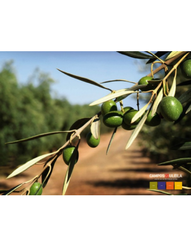 AOVE Campos de Uleila