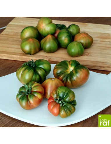 Tomate Miniraf