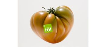 Cómo escribir correctamente el nombre del Tomate RAF