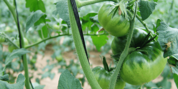 El Tomate Pata Negra, precio, mito y realidad
