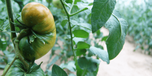 Tomate Raf: la guía definitiva del auténtico tomate de Almería